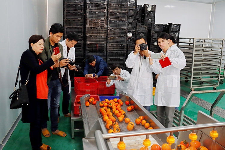 Anh chị em phóng viên thường trú tại Lâm Đồng, ghi hình dây chuyền chế biến hồng treo gió theo quy trình, kỹ thuật Nhật Bản tại Công ty L'angfarm Đà Lạt. Ảnh: Thụy Trang