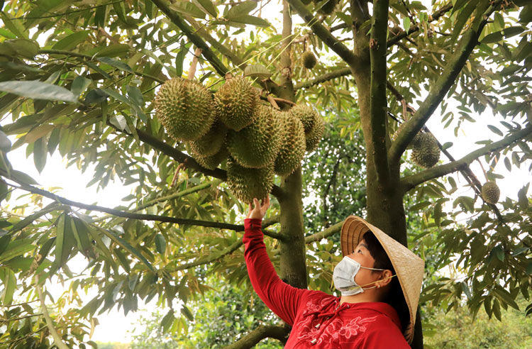 Vào mùa trái ngọt. Ảnh: Khánh Phúc