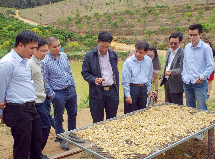 Nghiệm thu Dự án "Nhân rộng mô hình trồng cây đẳng sâm thương phẩm"