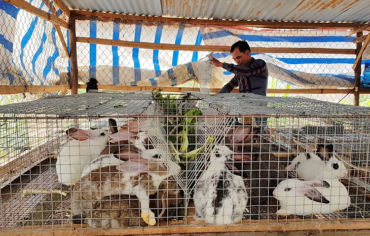 Hiệu quả từ đa dạng hóa sinh kế và mô hình giảm nghèo