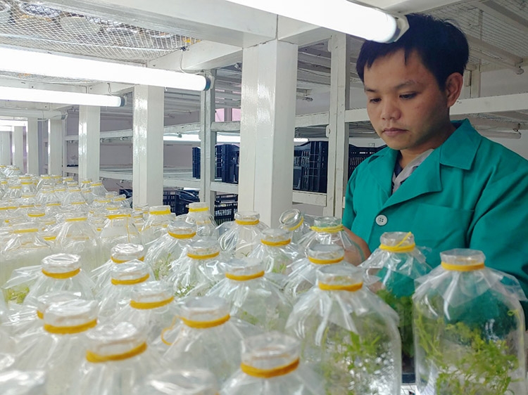 Nhân giống hoa cúc bằng phương pháp vi thủy canh