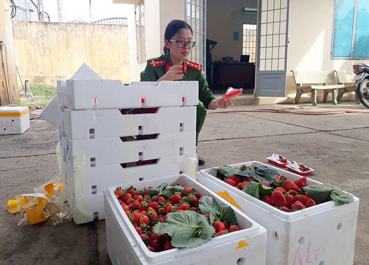 Thu giữ 3,5 tấn dâu tây không có nguồn gốc