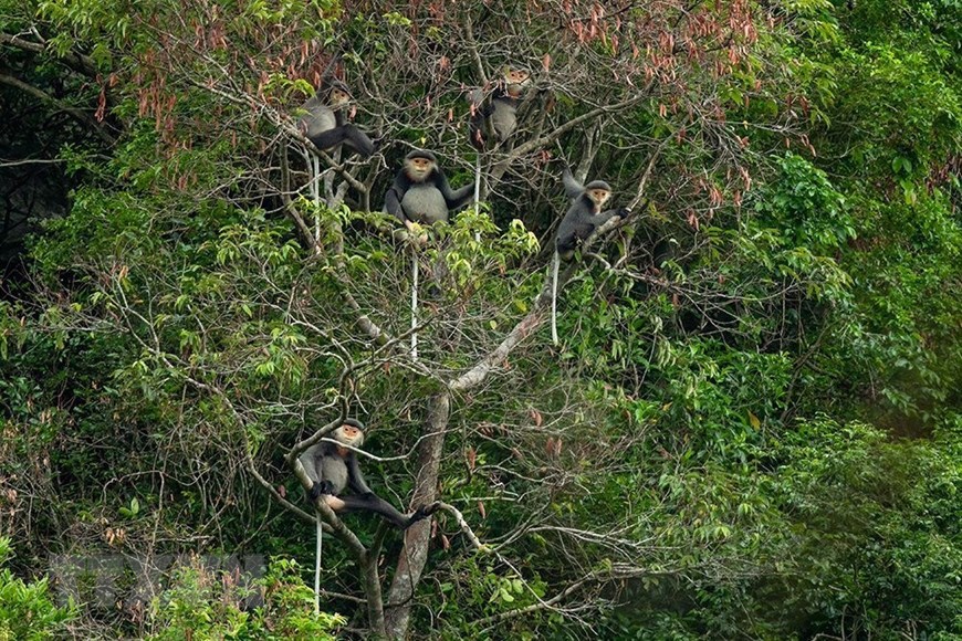 Kon Tum: Phát hiện "kho tàng" đa dạng sinh học ở Kon Plông