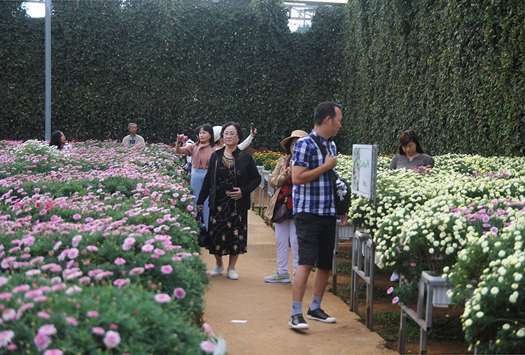 Du lịch canh nông ở vùng hoa công nghệ cao