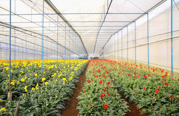 Người dân trồng và chăm sóc hoa ngoài phục vụ thị trường còn cho du khách vào tham quan