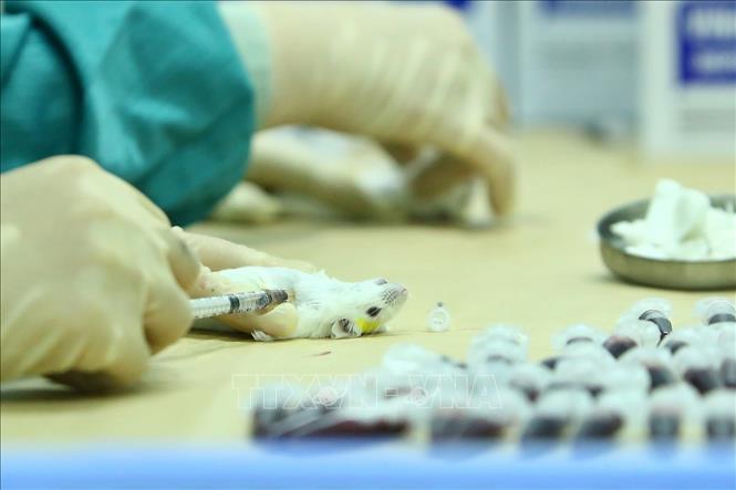 Cuộc chạy đua của vắc xin COVID-19 'made in Vietnam'