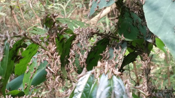 Châu chấu từ Trung Quốc sang Việt Nam phá hoại là loại châu chấu gì?