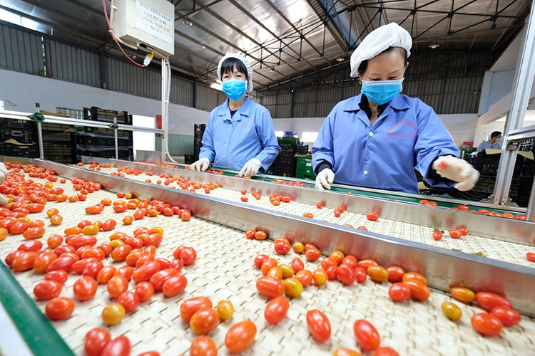 Nông nghiệp công nghệ cao là thế mạnh của Đà Lạt. Ảnh: Chính Thành