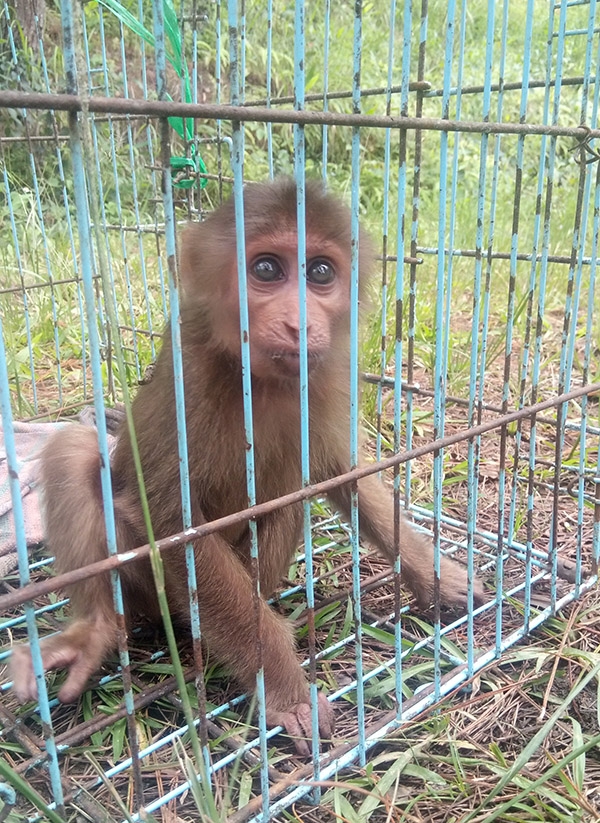 Thả khỉ về môi trường rừng tự nhiên