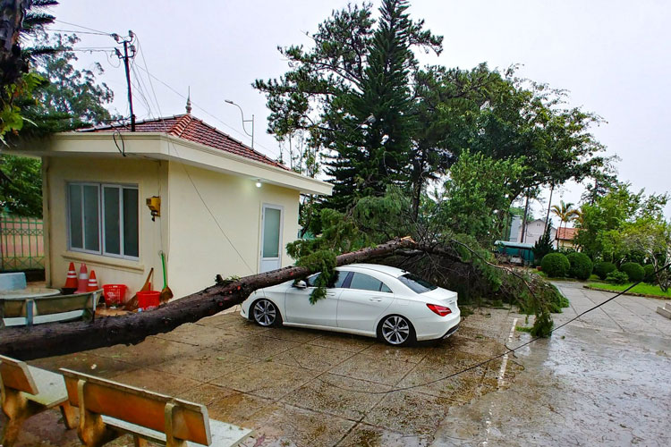 Bão số 2 gây mưa kèm gió mạnh làm nhiều cây xanh gãy đổ tại Đà Lạt