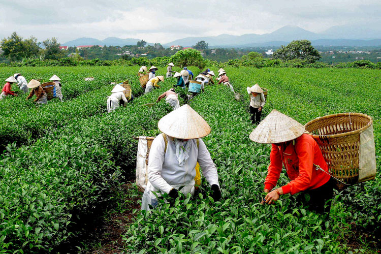 Thu hoạch chè ở Di Linh. Ảnh: Hà Hữu Nết