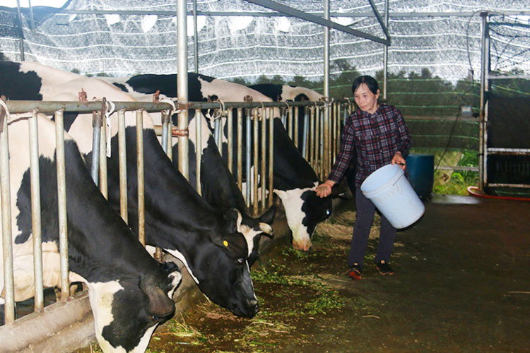 Mô hình kinh tế gia trại đã góp phần nâng cao nguồn thu nhập bền vững cho gia đình bà Ngô Thị Mỉm