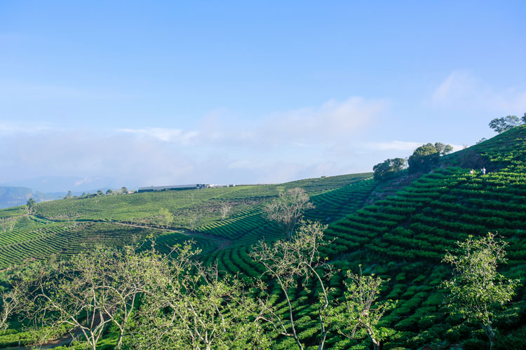 Đà Lạt - những ngày vắng khách
