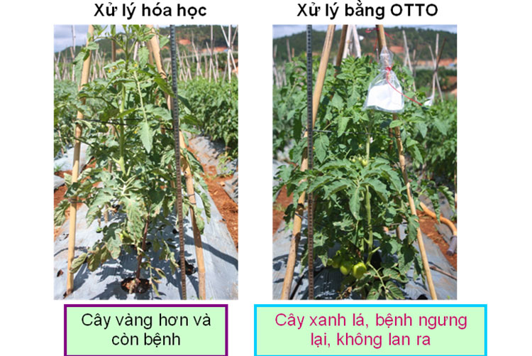 Chế phẩm sinh học - gắn nghiên cứu với ứng dụng