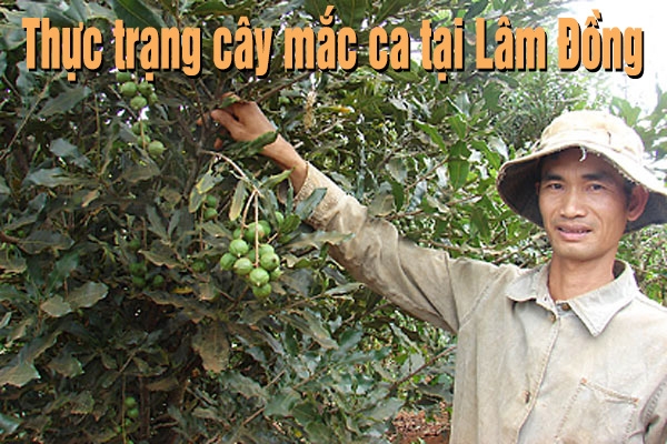 Khi mắc ca trở thành cây rừng của Lâm Đồng (Kỳ I)