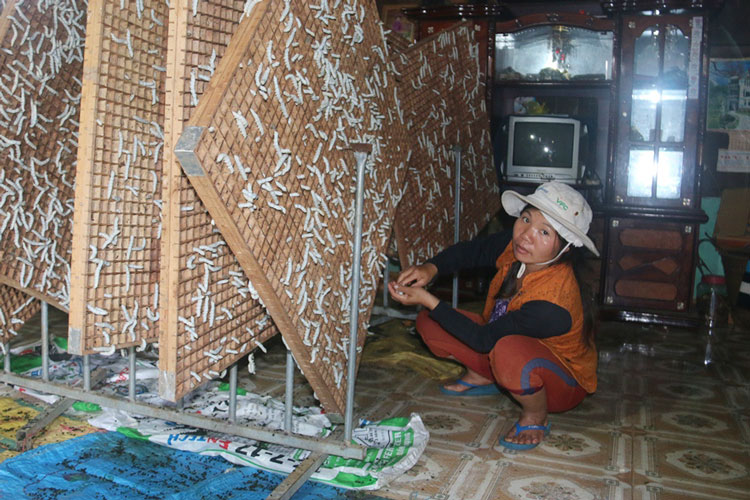 Trồng dâu nuôi tằm giúp nâng cao nguồn thu nhập cho đồng bào DTTS Đinh Trang Thượng
