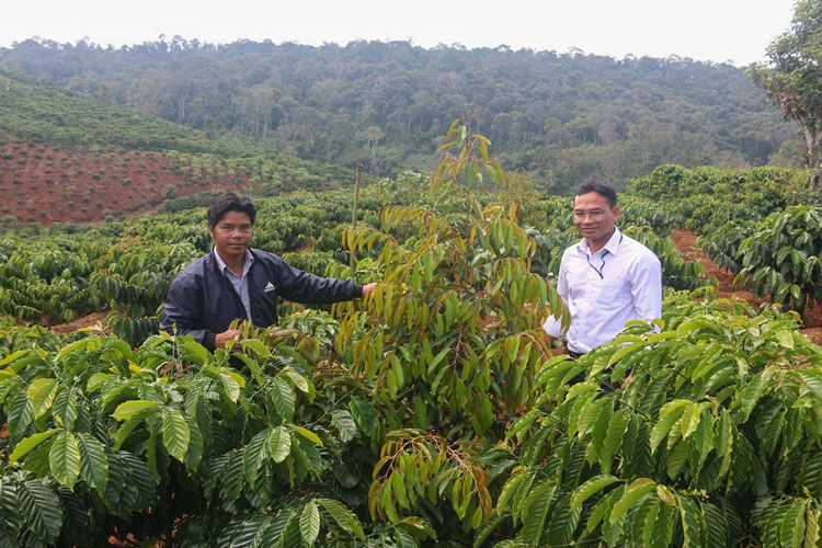 Người dân Đinh Trang Thượng chú trọng tái canh và mô hình trồng xen