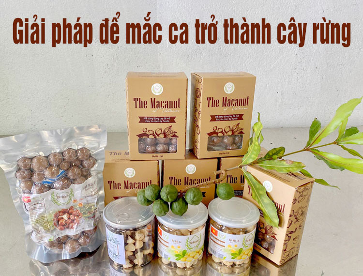 Khi mắc ca trở thành cây rừng của Lâm Đồng (Kỳ II)