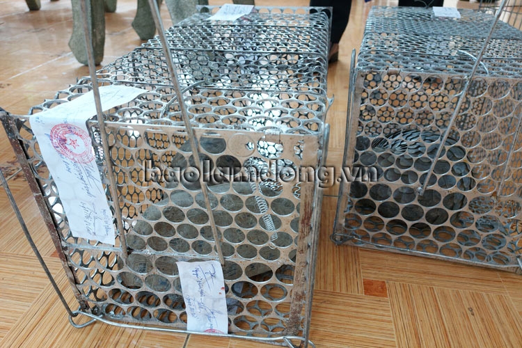 Bắt quả tang đối tượng tàng trữ động vật hoang dã trái phép