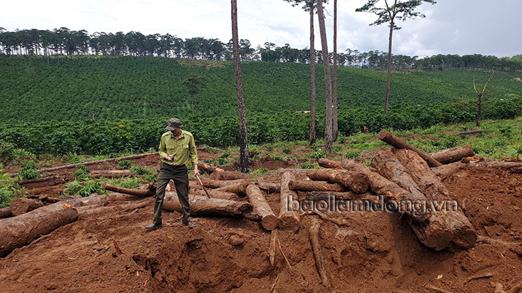 Sẽ thanh tra toàn diện các dự án liên quan đến rừng ở Bảo Lâm