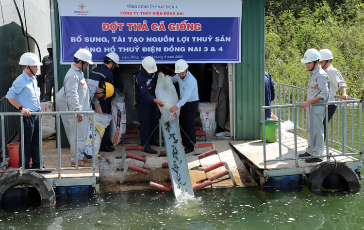 Công ty Thủy điện Đồng Nai thả 500 kg cá giống xuống lòng hồ
