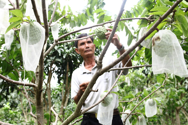Tỷ phú na Thái trên vùng đồi đá Gia Hiệp