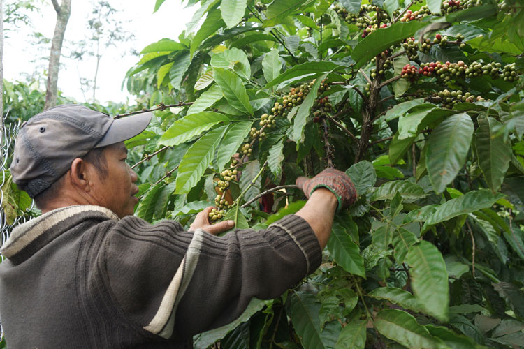 Phát triển đảng viên người dân tộc thiểu số ở huyện Di Linh