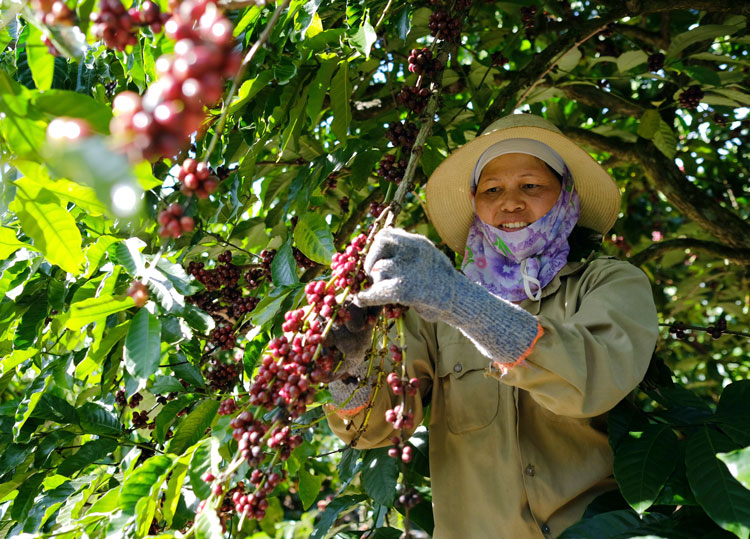 Cà phê arabica đặc sản của Đà Lạt có tỉ lệ hái chín cao. Ảnh: Gia Thịnh