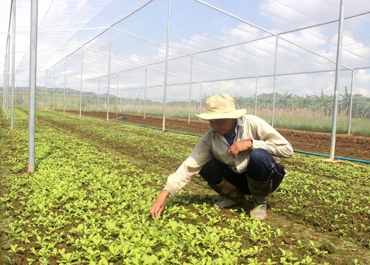 Cát Tiên thử nghiệm trồng rau trong nhà lưới