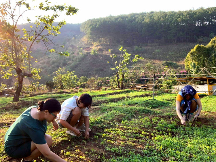 Lên Đà Lạt tình nguyện làm… nông dân