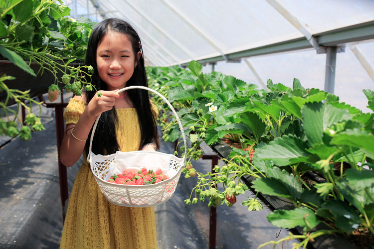 Hướng đến mô hình Điểm du lịch canh nông độc đáo và bền vững