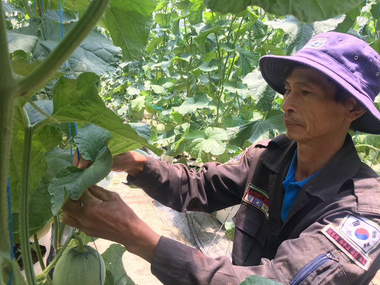 Nhân rộng mô hình trồng dưa lưới công nghệ cao