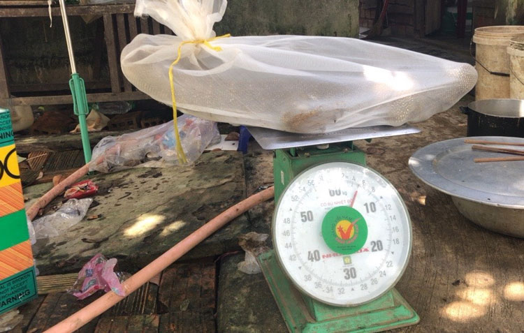 Vận chuyển động vật rừng nguy cấp, một người bị phạt gần 300 triệu đồng