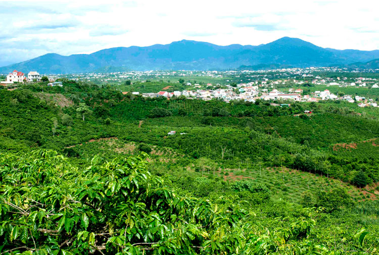 Cuộc tái canh chất lượng