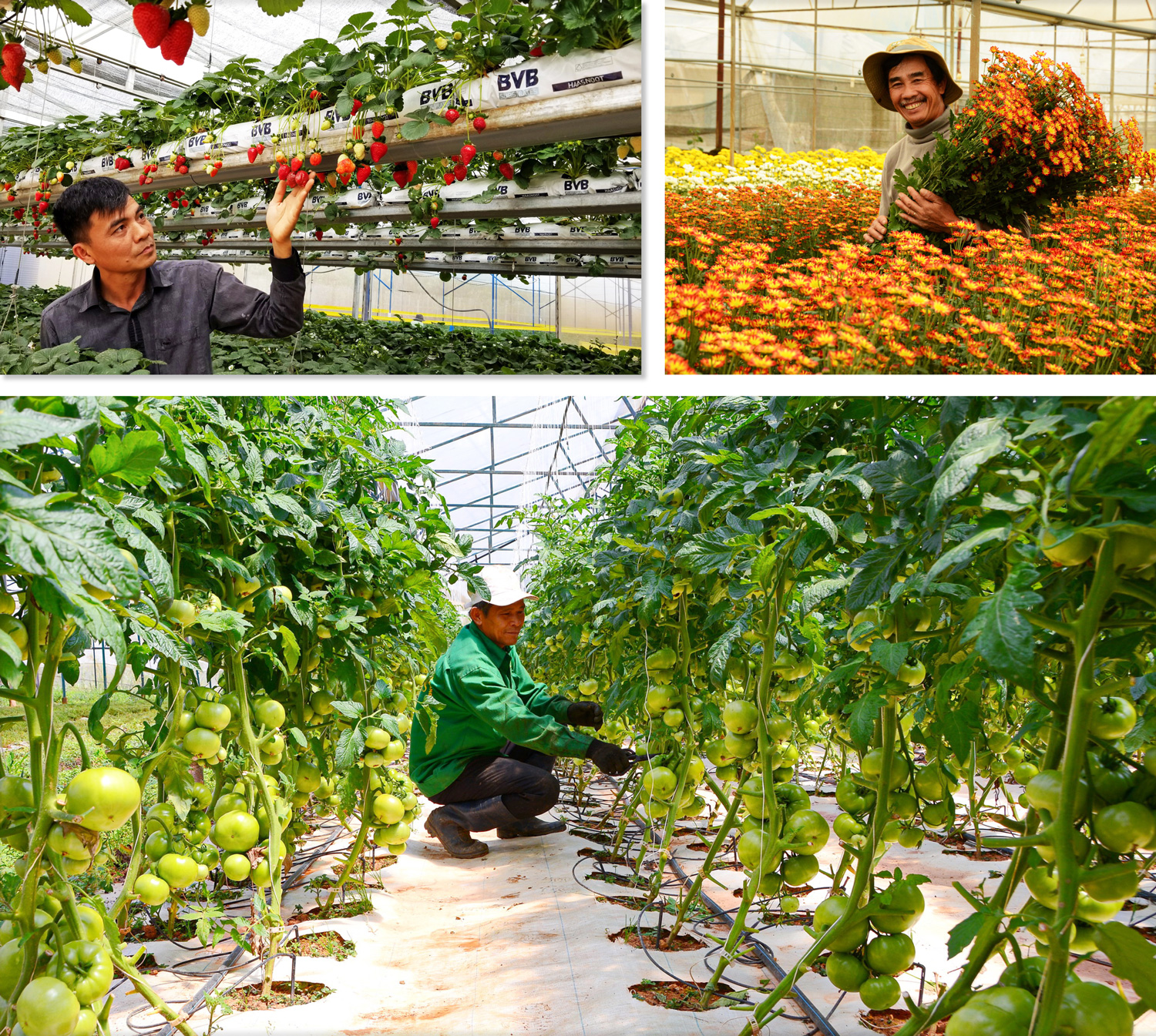 Lâm Đồng dẫn đầu trong cả nước về mô hình sản xuất ứng dụng công nghệ cao. Ảnh: Văn Báu