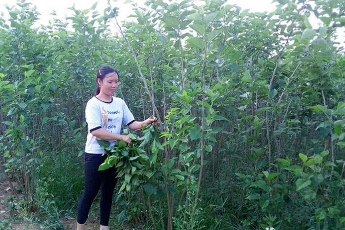 Trồng dâu nuôi tằm đã giúp đồng bào dân tộc thiểu số xã N’thol Hạ, Đức Trọng thoát nghèo nhanh và bền vững