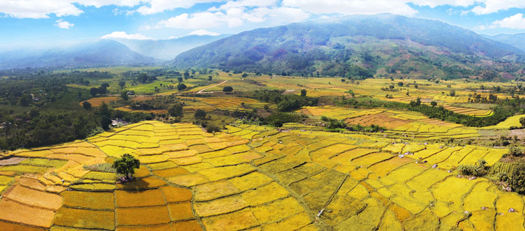 Cánh đồng Đạ Tông mùa lúa chín đã không còn là những mảng màu loang lổ từ khi bắt đầu áp dụng sản xuất đồng trà, đồng vụ. Ảnh: Đinh Tiến Hoàng