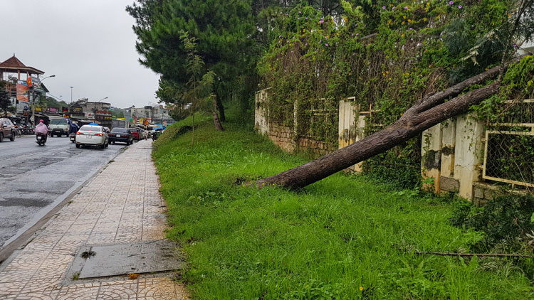 Một cây trâm hoa gãy đổ trên đường Yersin, Phường 10 sáng nay
