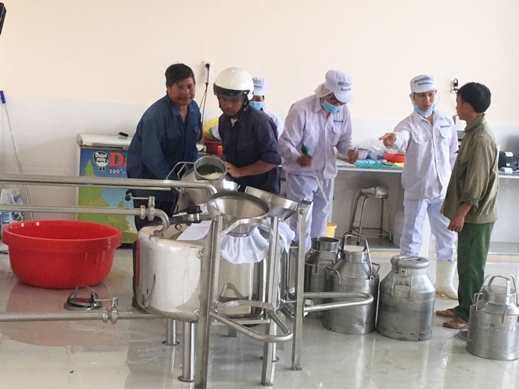Thu mua sữa tại trạm của HTX Bò sữa Đơn Dương