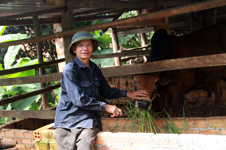 Thay đổi tập quán nuôi trâu, bò để bảo vệ môi trường