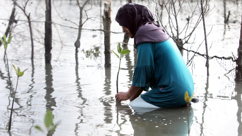Một người trồng rừng ngập mặn ở bãi bồi thuộc khu vực ven biển Alue Naga ở Banda Aceh, Indonesia