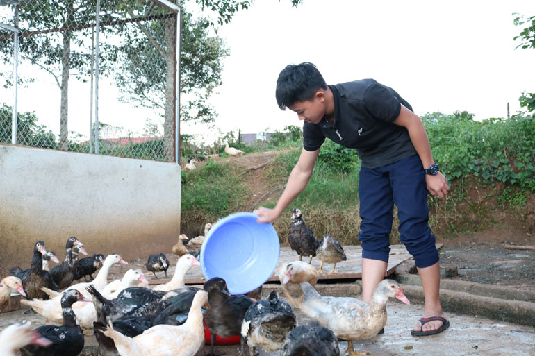 Tận dụng thức ăn thừa, rau bỏ, nhà trường phân cho đội chăn nuôi gồm 20 học sinh nam và 10 học sinh nữ chăm sóc 10 con heo lai rừng và 120 con ngan.