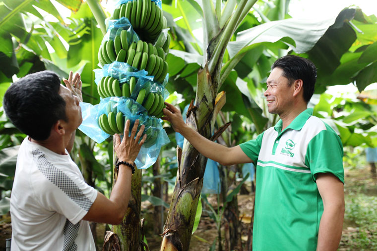 Với hơn 50 ha chuối đang ở thời kỳ kinh doanh, sản lượng thu hoạch chuối Laba trên địa bàn xã đạt 5.000 tấn/năm