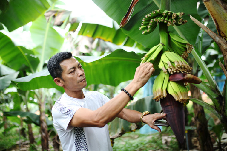 Ông Nguyễn Huy Phương - Giám đốc HTX Laba Banana Đạ K’Nàng cho biết: Hiện tại với 7 thành viên chủ lực và 50 hộ dân liên kết với diện tích lên đến hơn 235 ha, đều đặn mỗi tuần, HTX xuất sang thị trường Nhật Bản 24 tấn hàng