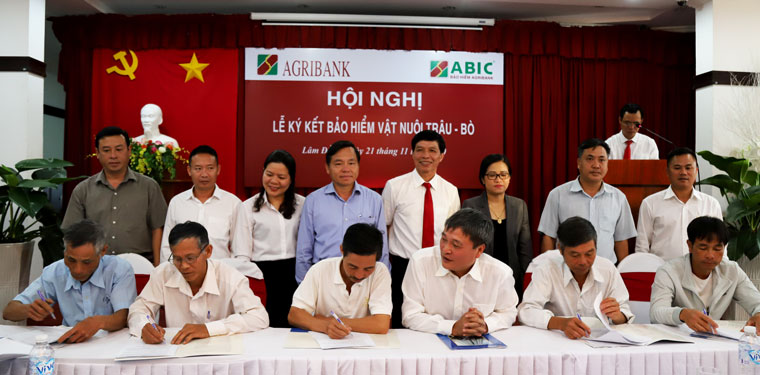 Bảo hiểm ABIC ký kết hợp đồng với các hộ chăn nuôi bò sữa