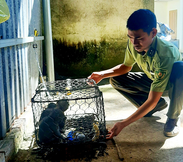 Người dân tự giác giao nộp 3 cá thể khỉ