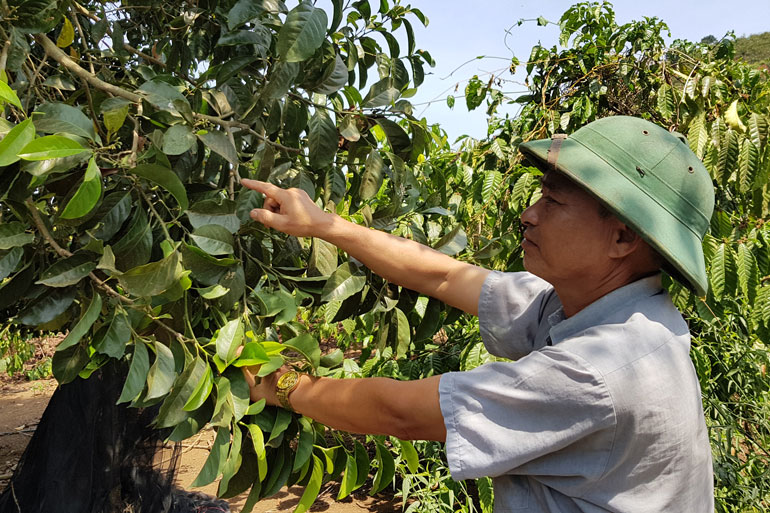 Ở Lâm Đồng, vào cuối tháng 2 và đầu tháng 3 là cây dổi chuẩn bị ra hoa