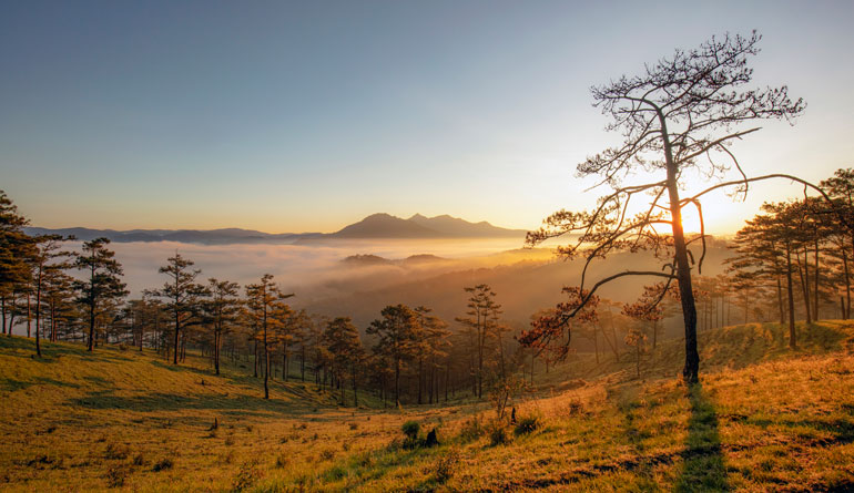 Thung lũng vàng Đà Lạt. Ảnh: Võ Trang
