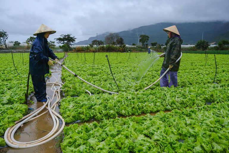 Bà Nguyễn Thị Hằng (49 tuổi, bên trái, ngụ Thôn  Châu Sơn, xã Lạc Xuân) nói nước dâng làm ngập úng 2 sào xà lách tới tuổi thu hoạch. Số xà lách bị bùn đất bám bà Hằng phải bơm rửa  cho hết đất. “Bình thường rau  xà lách  bán 8.000 đồng/kg nhưng rau bị nát, bám bùn đất rửa kỹ may lắm thì bán được 4.000 đồng/kg” – bà Hằng cho biết.