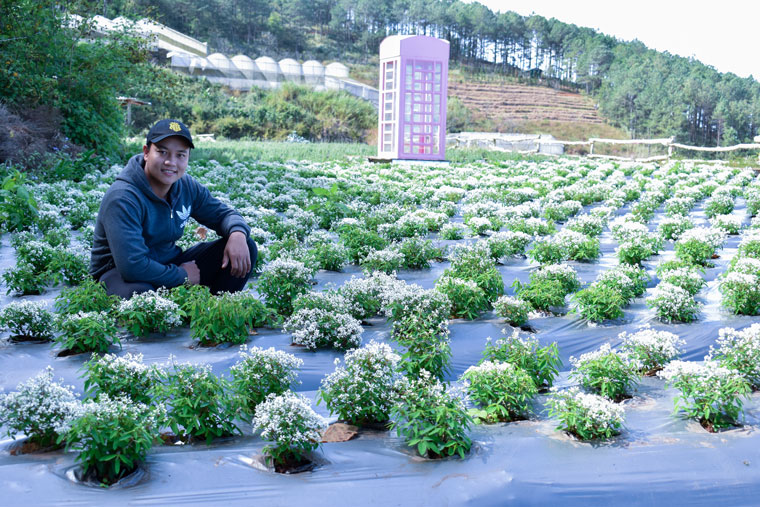 Trang trại Pibo Laveder ở làng hoa Vạn Thành nhân giống hoa tuyết thành công trên diện tích 1.000 m2 ngoài trời